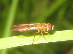 Syrphinae