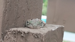 Osteocephalus buckleyi