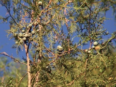 Juniperus flaccida