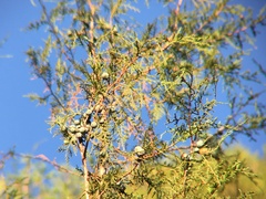 Juniperus flaccida