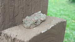 Osteocephalus buckleyi