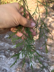Juniperus flaccida