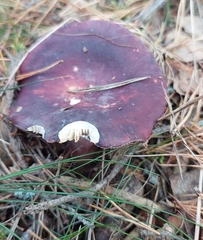 Russula xerampelina