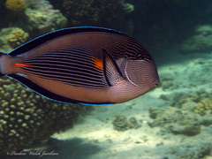 Acanthurus sohal