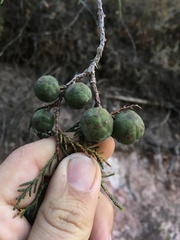 Juniperus flaccida