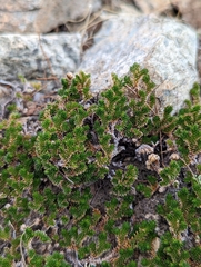 Selaginella eremophila