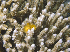 Spirobranchus corniculatus