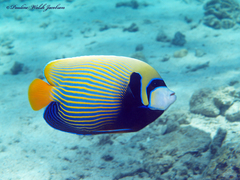 Pomacanthus imperator