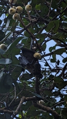 Pteropus conspicillatus