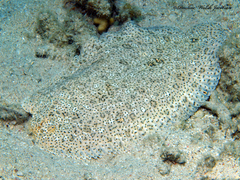 Pardachirus marmoratus