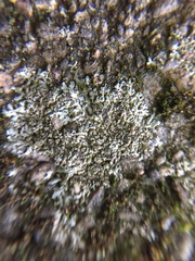 Phaeophyscia insignis