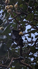 Pteropus conspicillatus