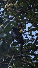 Pteropus conspicillatus