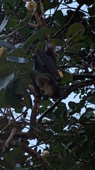 Pteropus conspicillatus