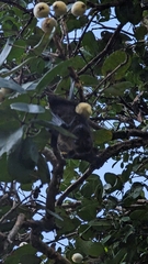 Pteropus conspicillatus