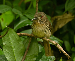 Malacoptila panamensis