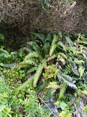 Blechnum durum