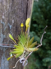 Erycina pumilio