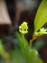Erycina pumilio