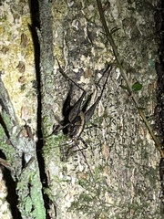 Pleioplectron hudsoni