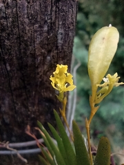 Erycina pumilio