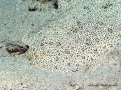 Pardachirus marmoratus