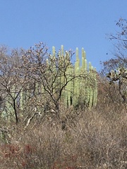 Pachycereus weberi
