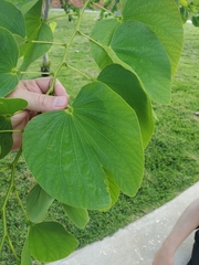 Bauhinia variegata