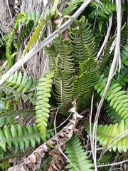 Blechnum durum