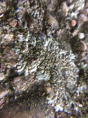 Phaeophyscia insignis