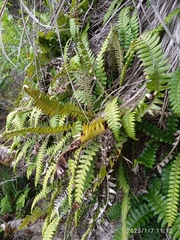 Blechnum durum