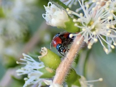 Dicranolaius bellulus