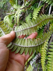 Blechnum durum