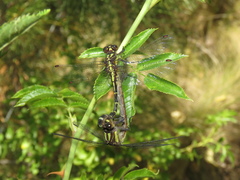 Neogomphus edenticulatus