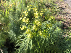 Euphorbia cyparissias