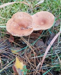Lactarius rufus