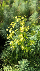 Euphorbia cyparissias