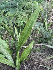 Sansevieria hyacinthoides