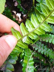 Blechnum durum