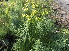 Euphorbia cyparissias