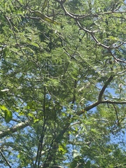 Vachellia macracantha