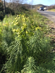 Euphorbia cyparissias