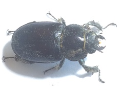 Lucanus placidus