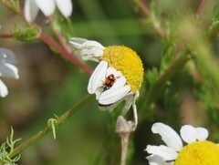 Eriopis chilensis