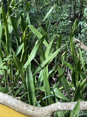 Sansevieria hyacinthoides