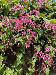 Antigonon leptopus