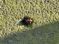Harmonia axyridis