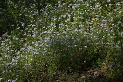 Phacelia purshii