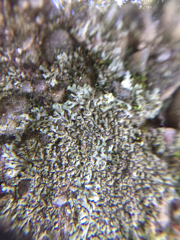 Phaeophyscia insignis