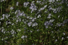 Phacelia purshii